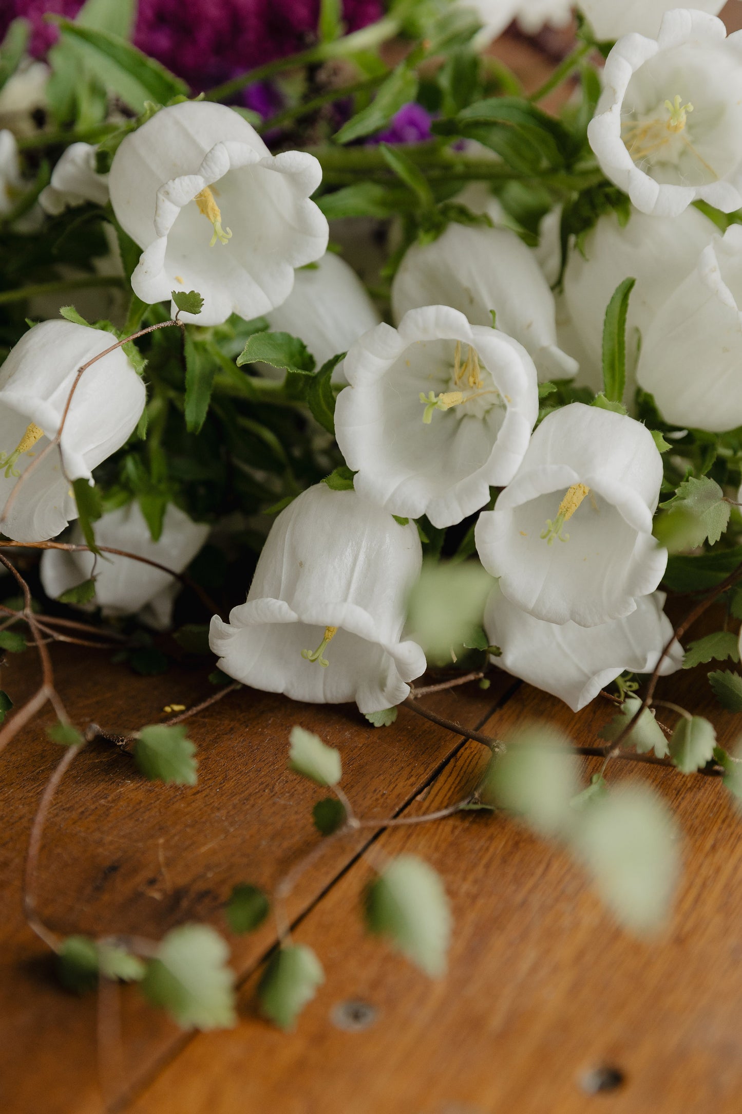 Campanula - Pro Champion White