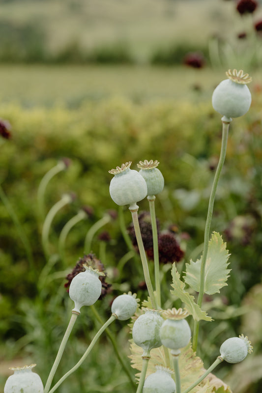 Poppy - Hungarian Breadseed Poppy