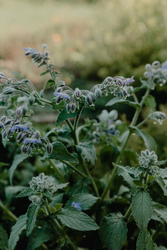 Borage