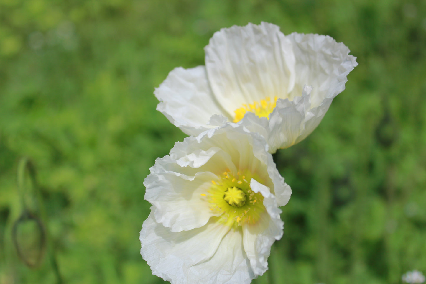 Poppy - Iceland Springsong