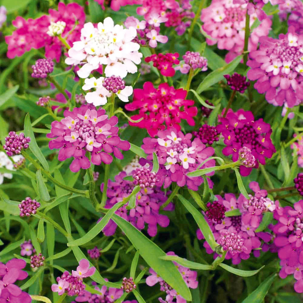 Candytuft - Dwarf Fairy Mixture