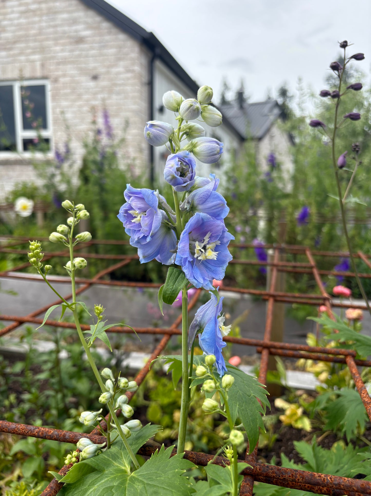 Delphinium - Magic Fountain Sky Blue White Bee