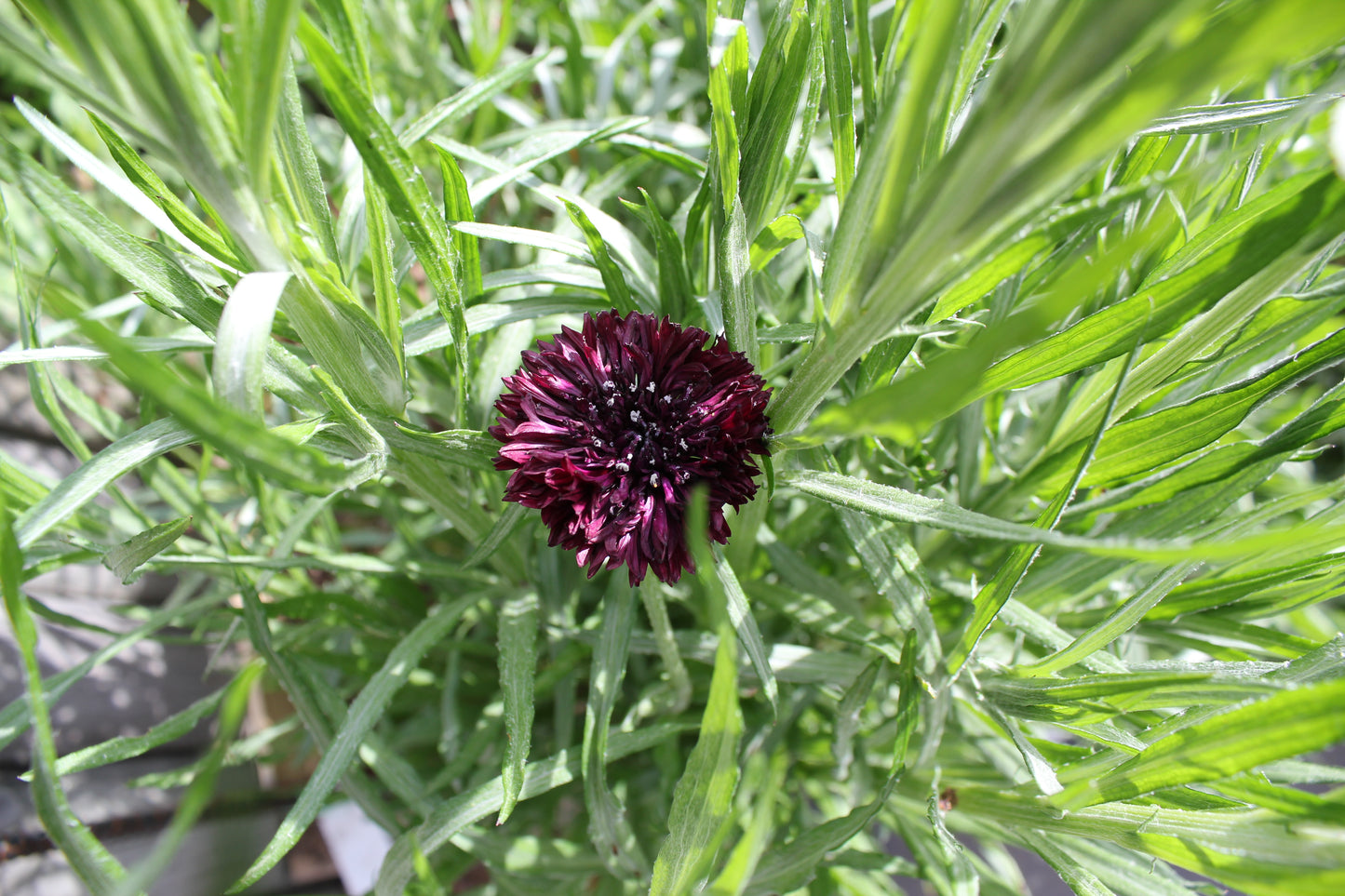 Cornflower - Black Button