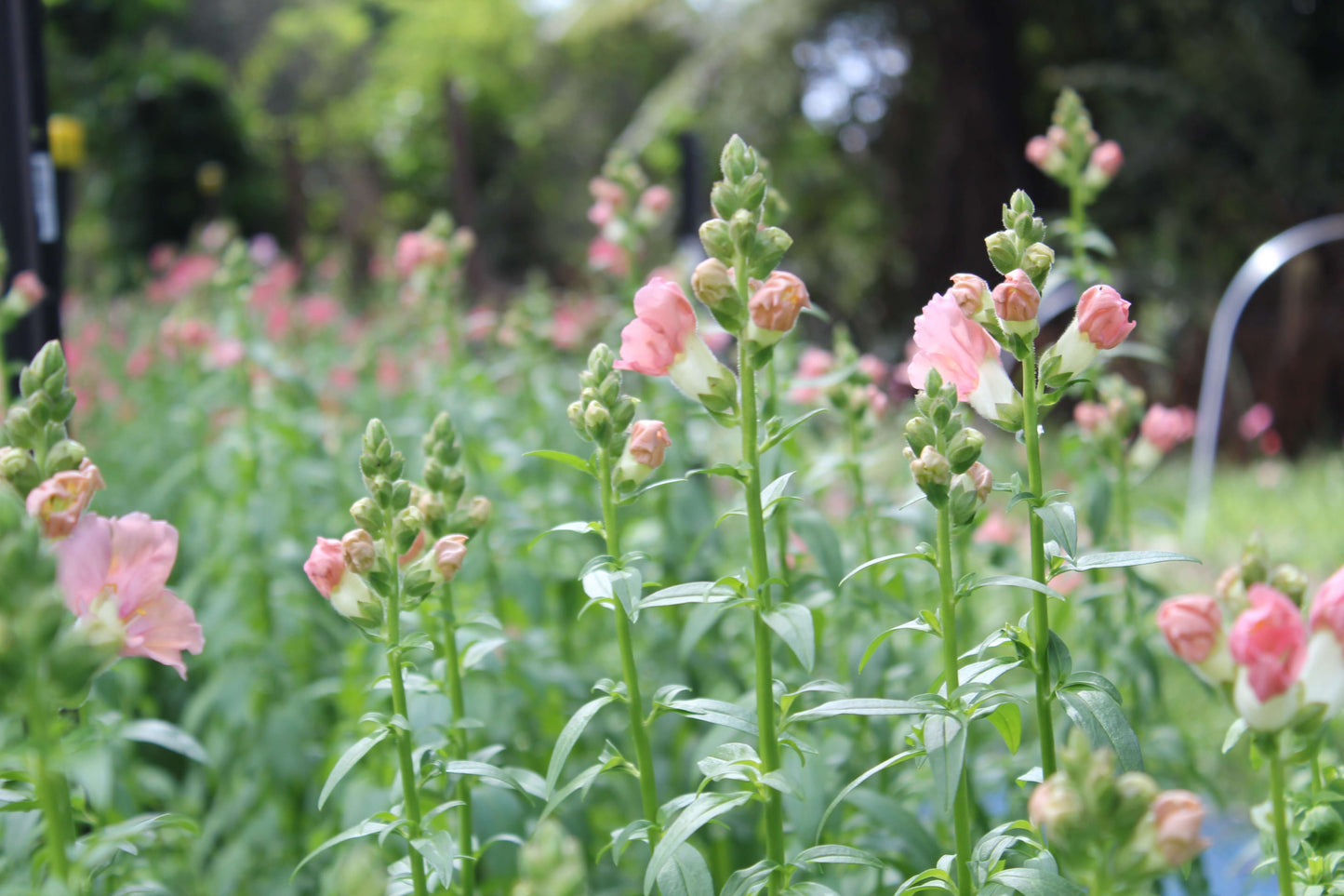cut flower seed snapdragon chantilly light pink