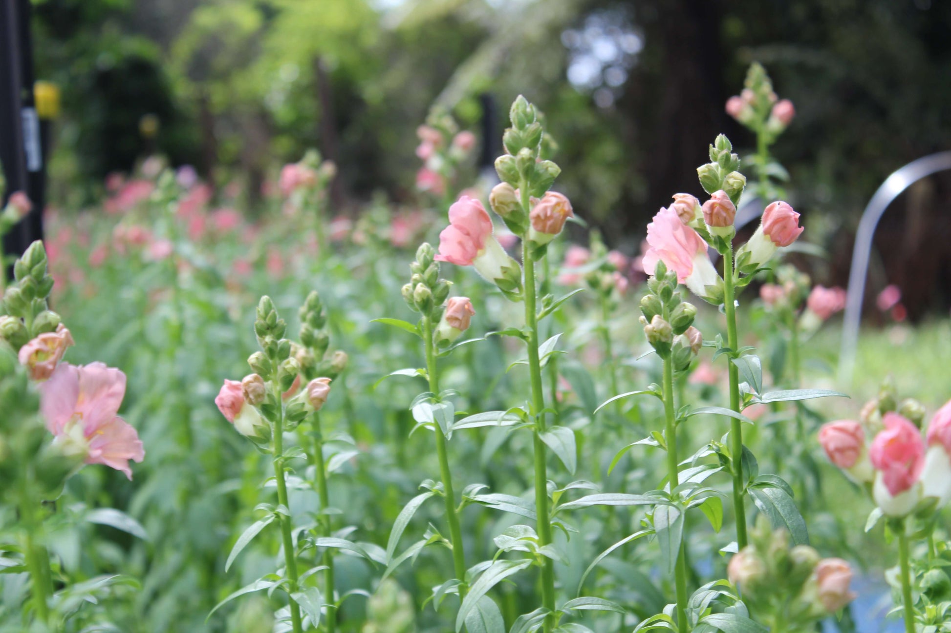 cut flower seed snapdragon chantilly light pink