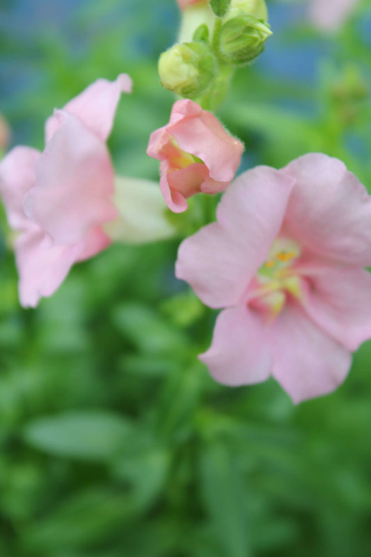 cut flower seed snapdragon chantilly light pink