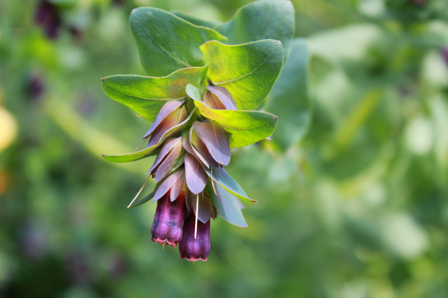 Cerinthe - Honeywort 'Kiwi Blue'