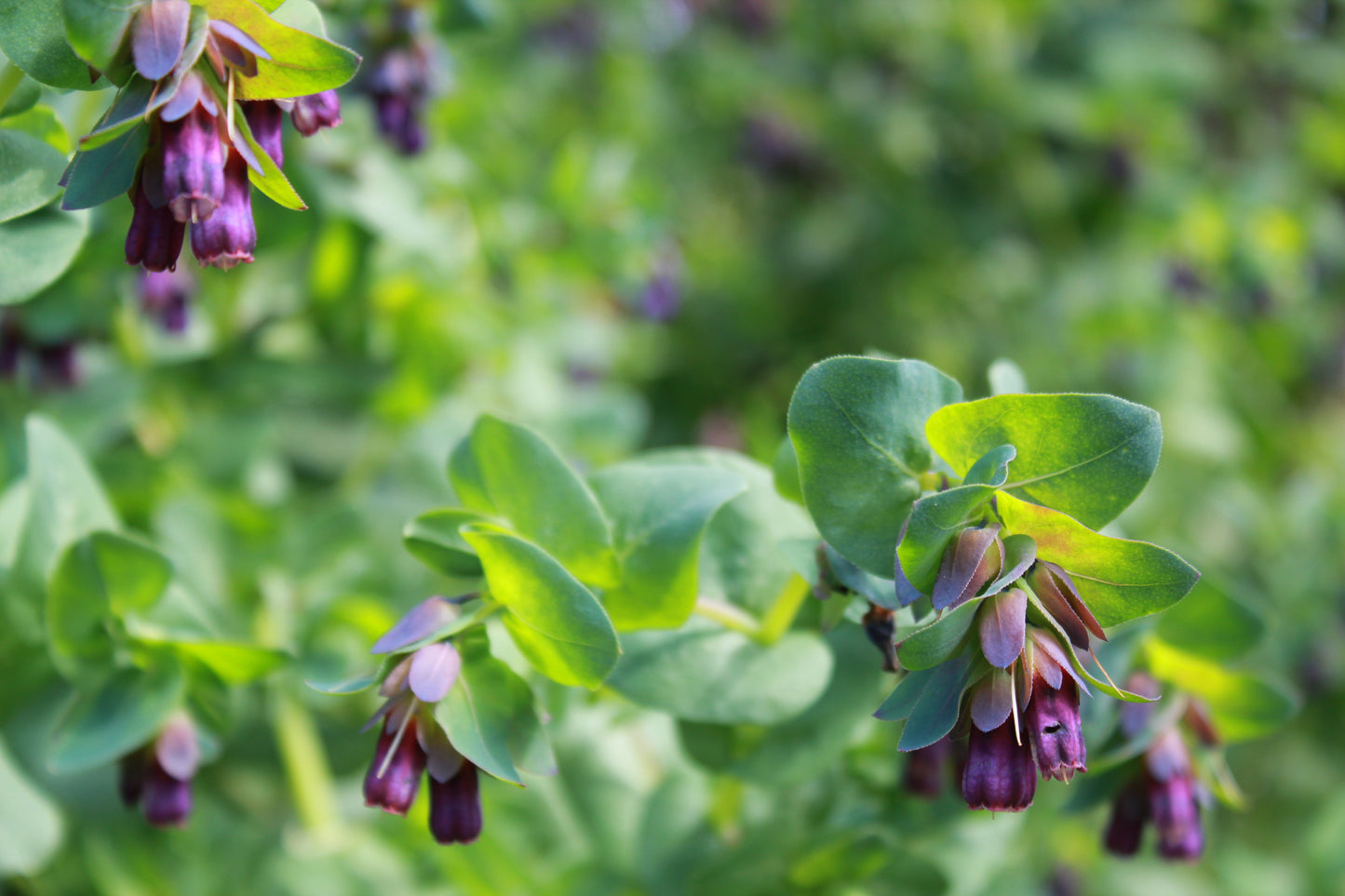 Cerinthe - Honeywort 'Kiwi Blue'