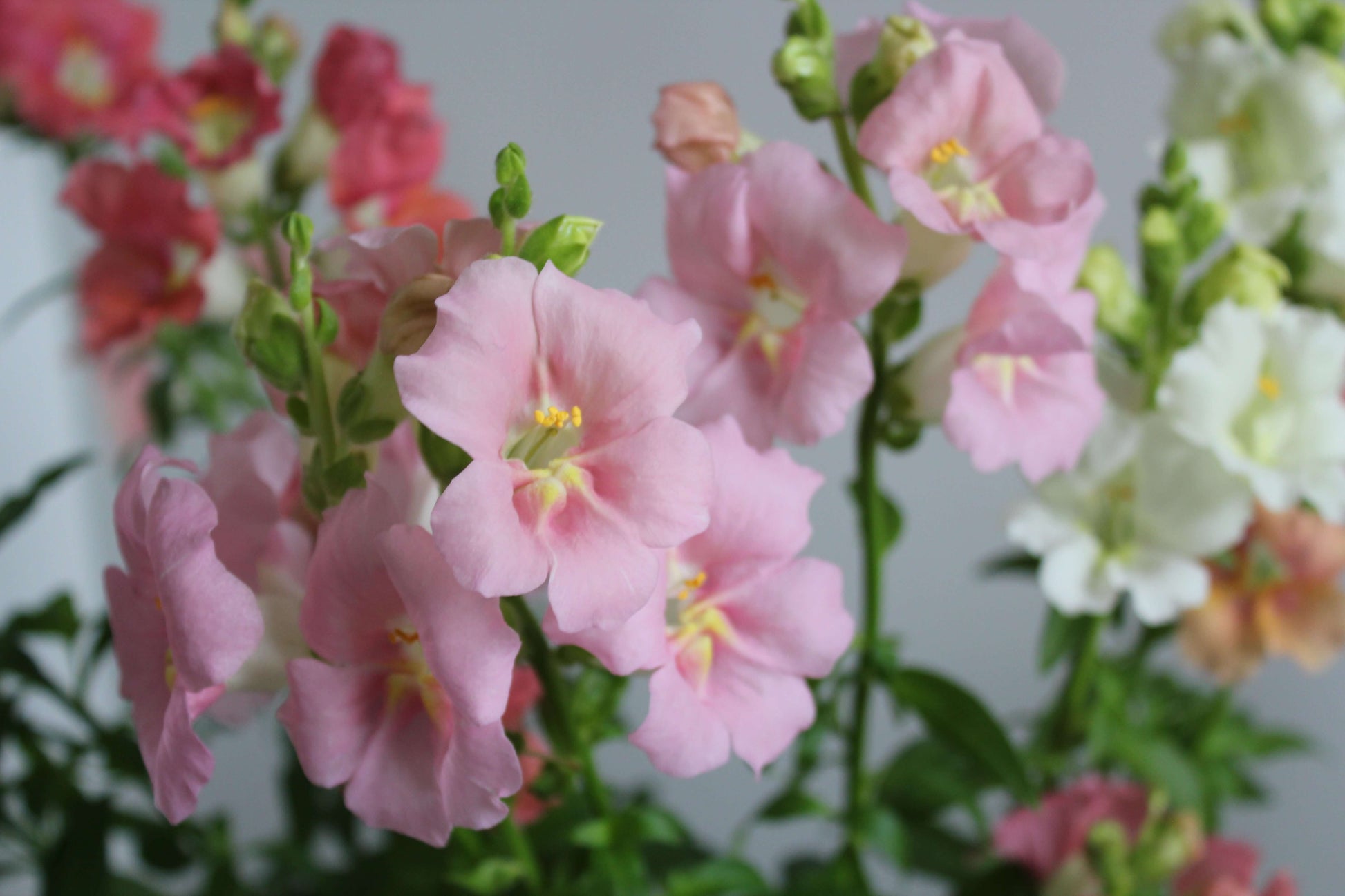 cut flower seed snapdragon chantilly light pink