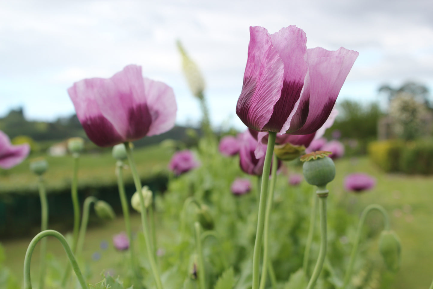 Poppy - Hungarian Breadseed Poppy