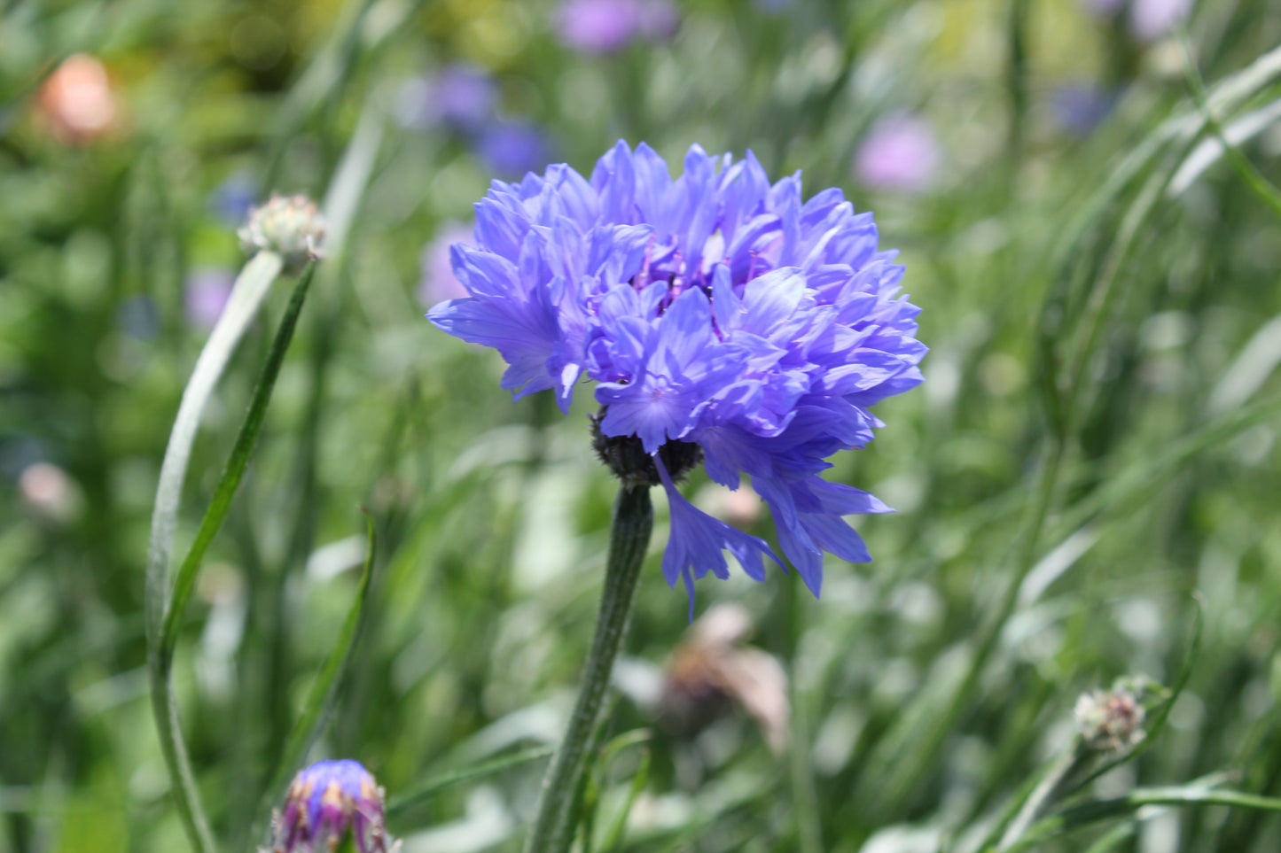Cornflower - Florist Blue Boy