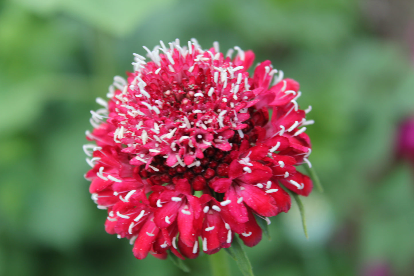 Scabiosa - Fire King