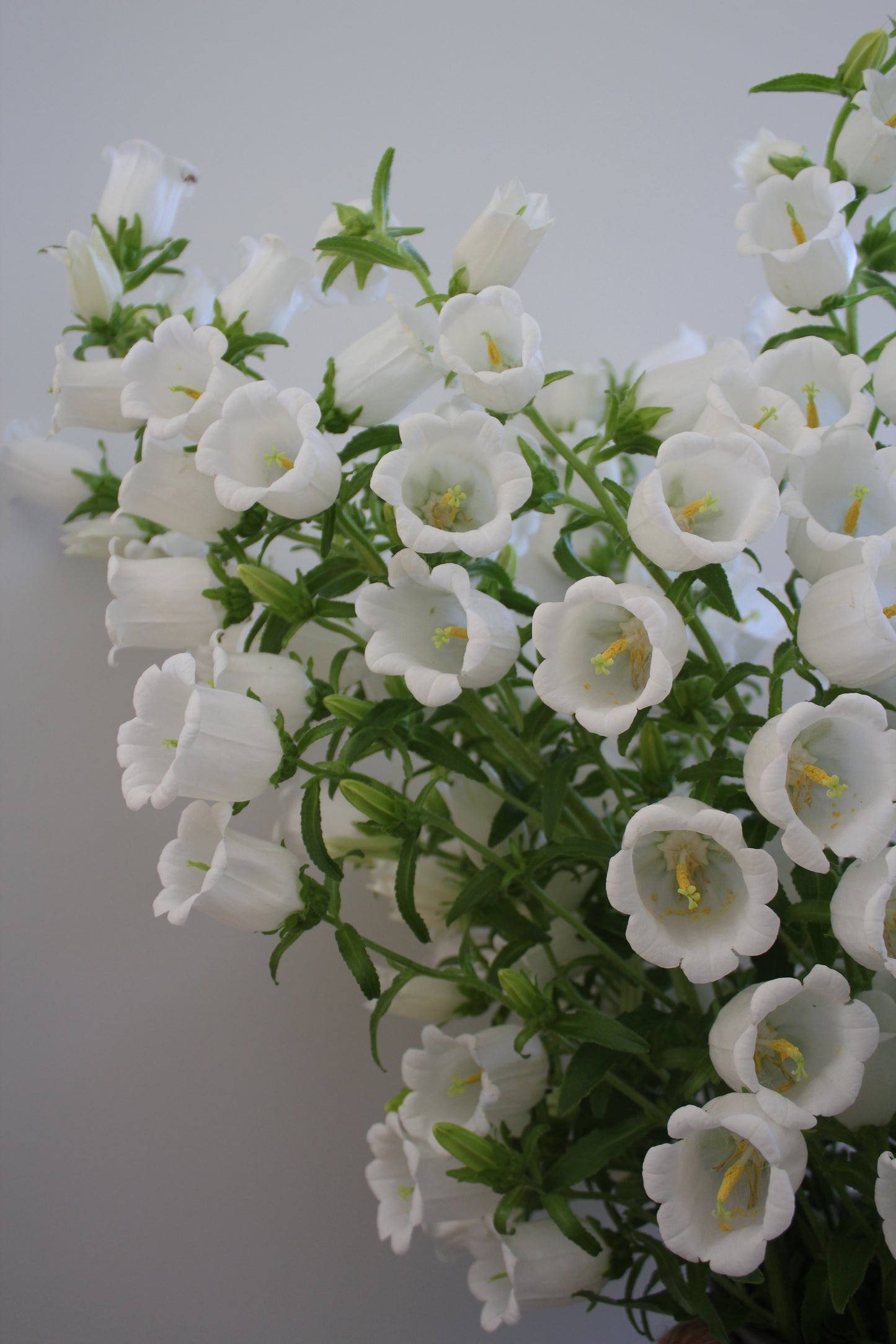 Campanula - Pro Champion White