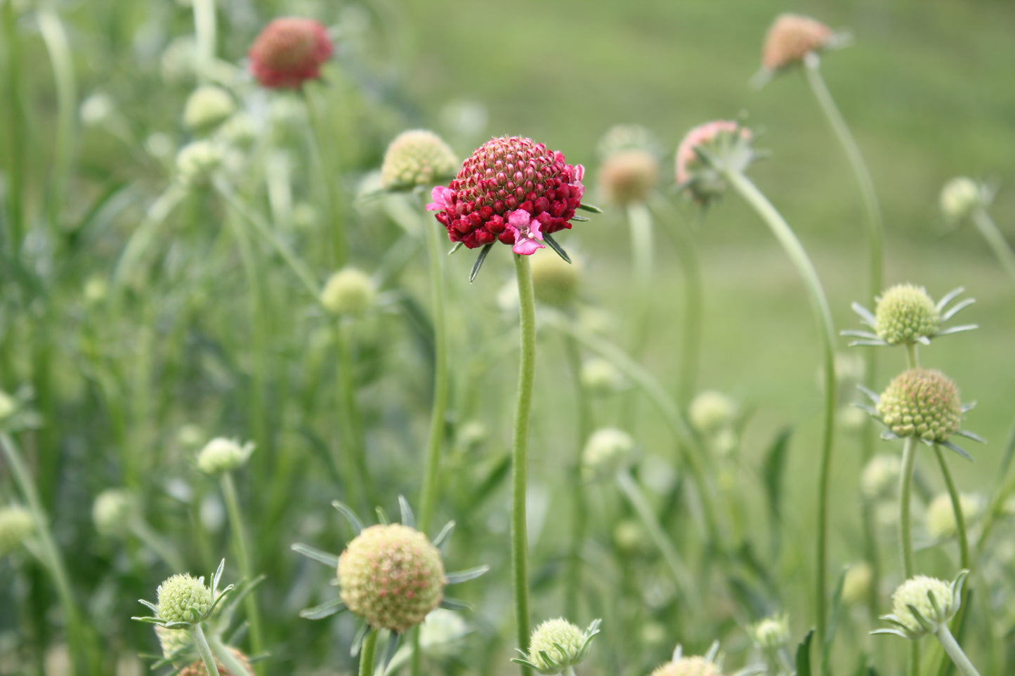 Scabiosa - Fire King