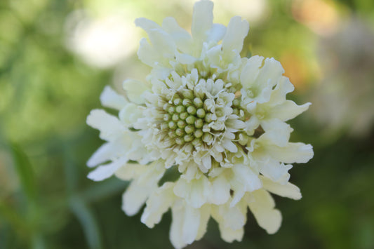 Scabiosa - Fama White