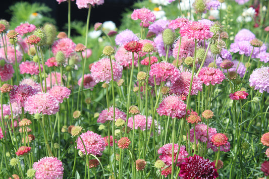 Scabiosa - Imperial Mixture