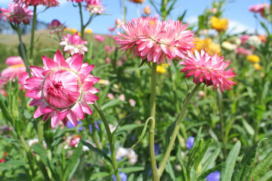 Strawflower - Bright Rose