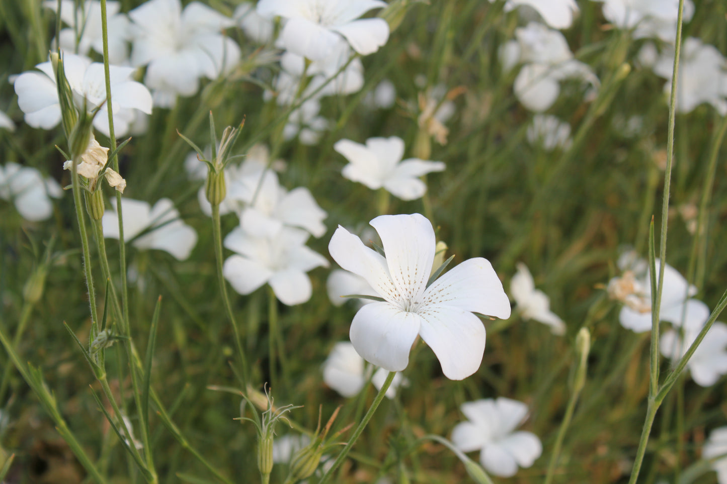 Agrostemma - Ocean Pearls