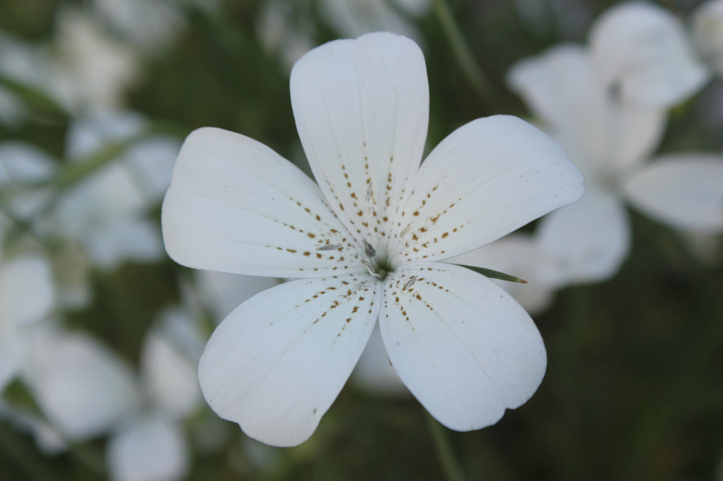 Agrostemma - Ocean Pearls