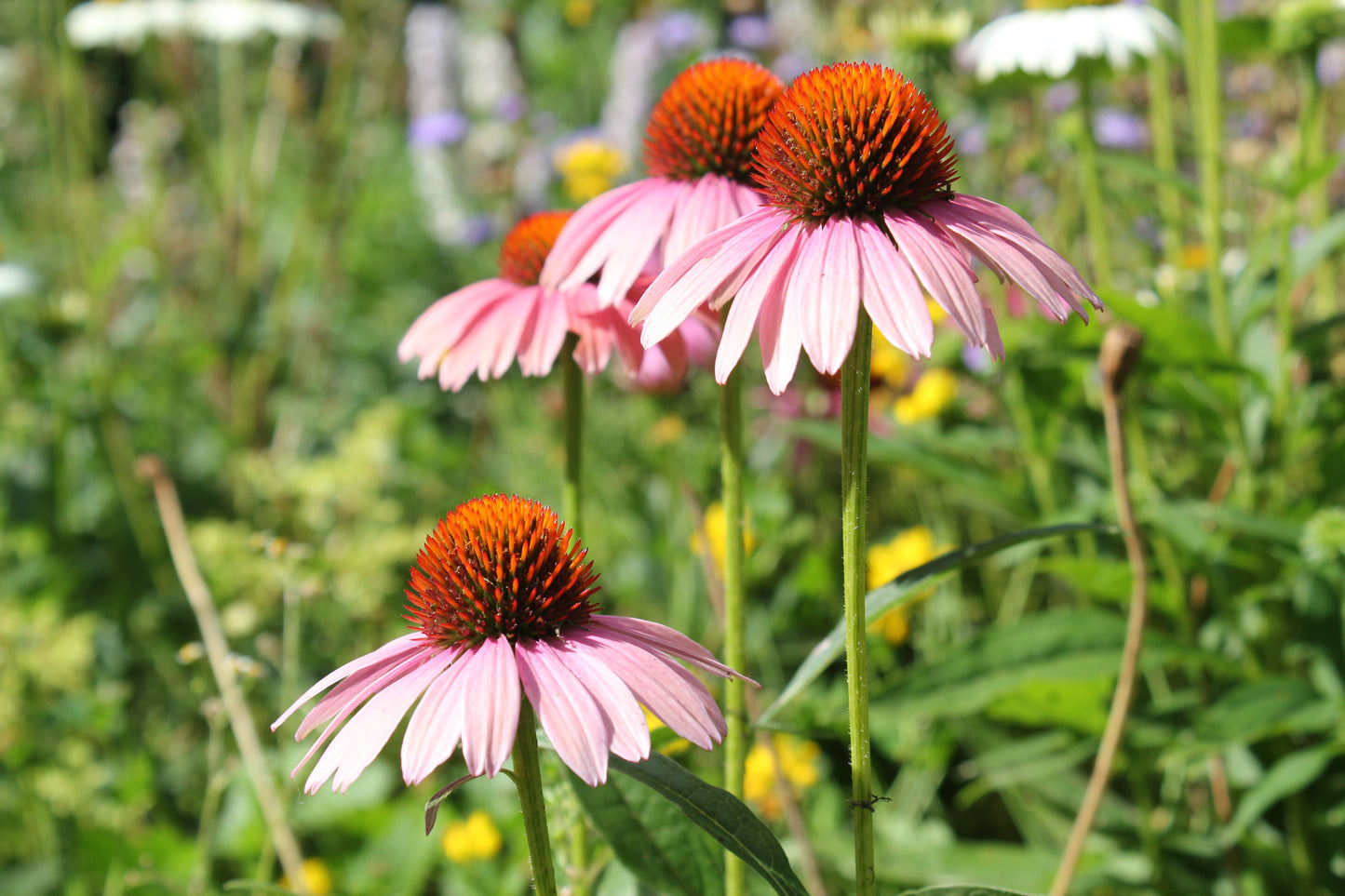 Echinacea - Purpurea