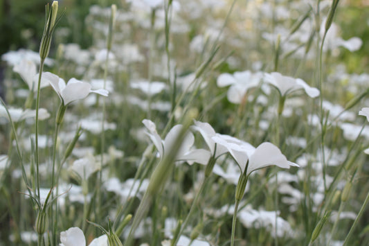 Agrostemma - Ocean Pearls