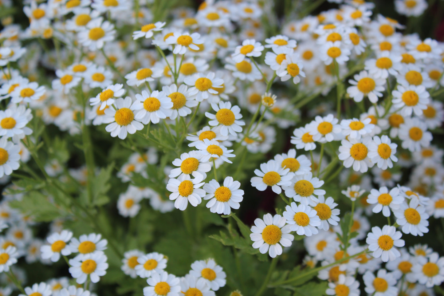 Matricaria - Vegmo White Single