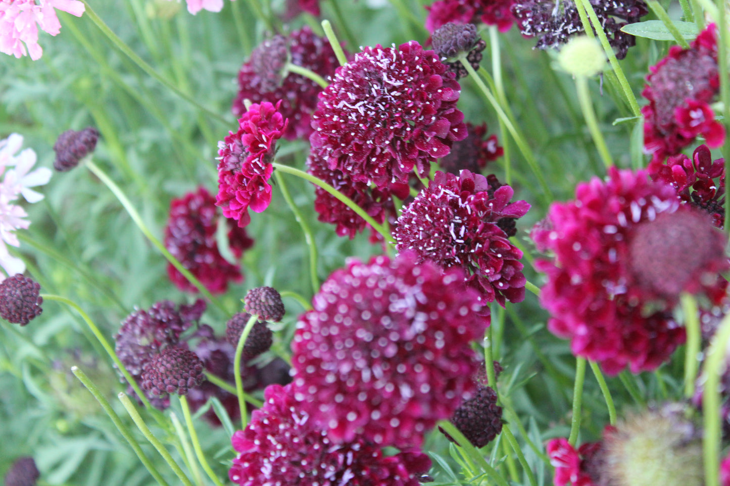 Scabiosa - Merlot Red