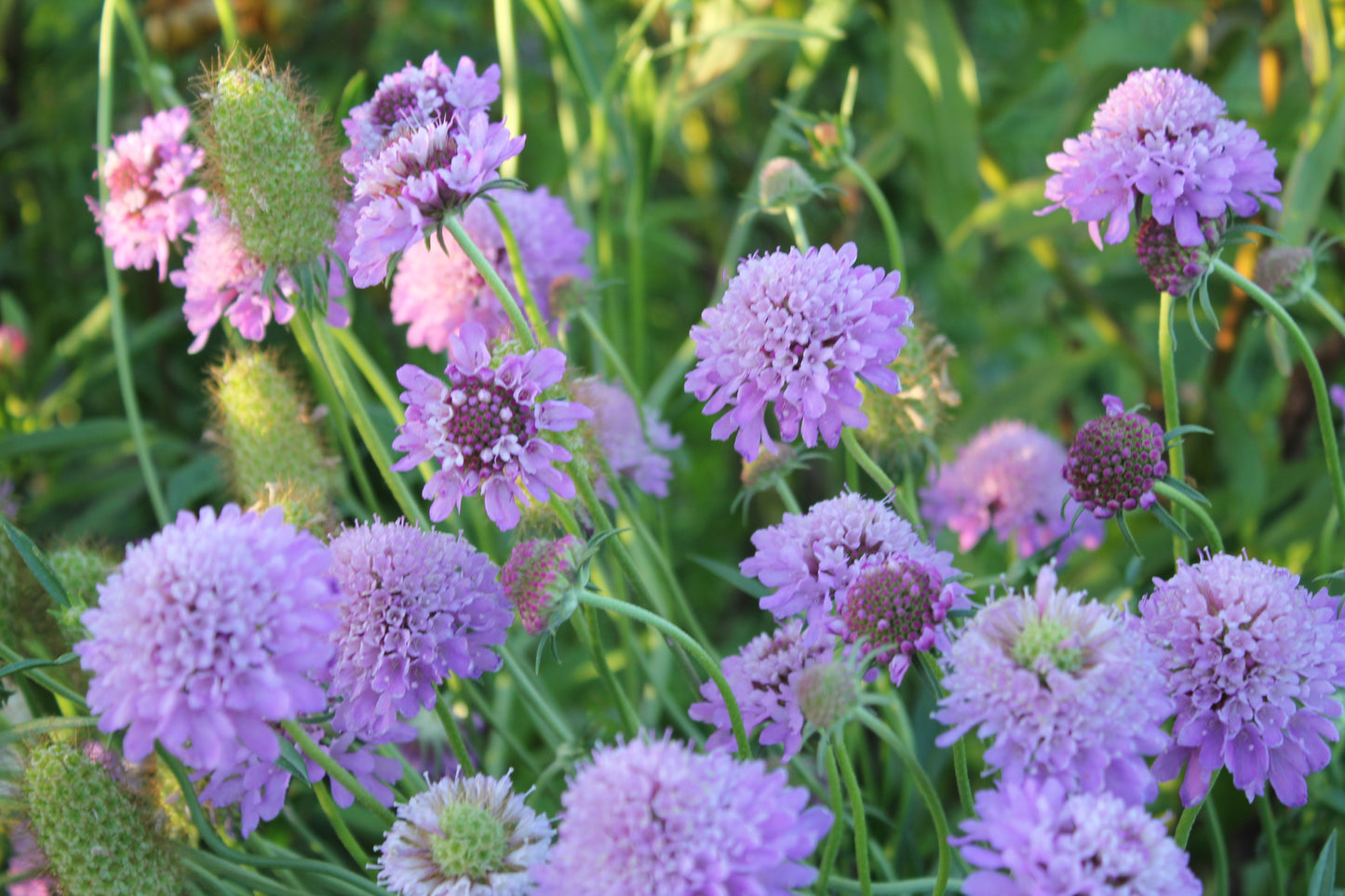 Scabiosa - Imperial Mixture