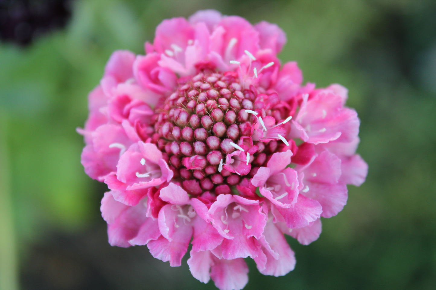 Scabiosa - Salmon Rose