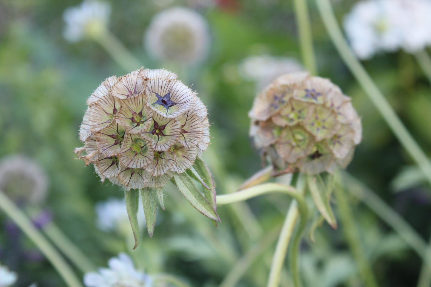 Scabiosa - Starflower