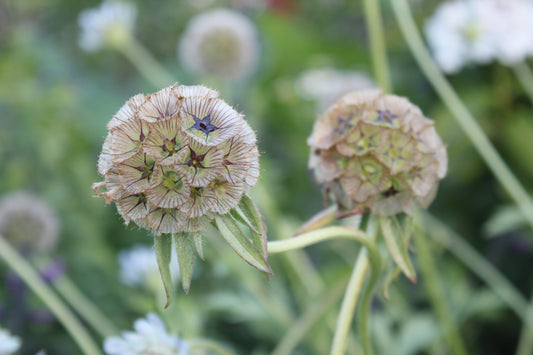 Scabiosa - Starflower