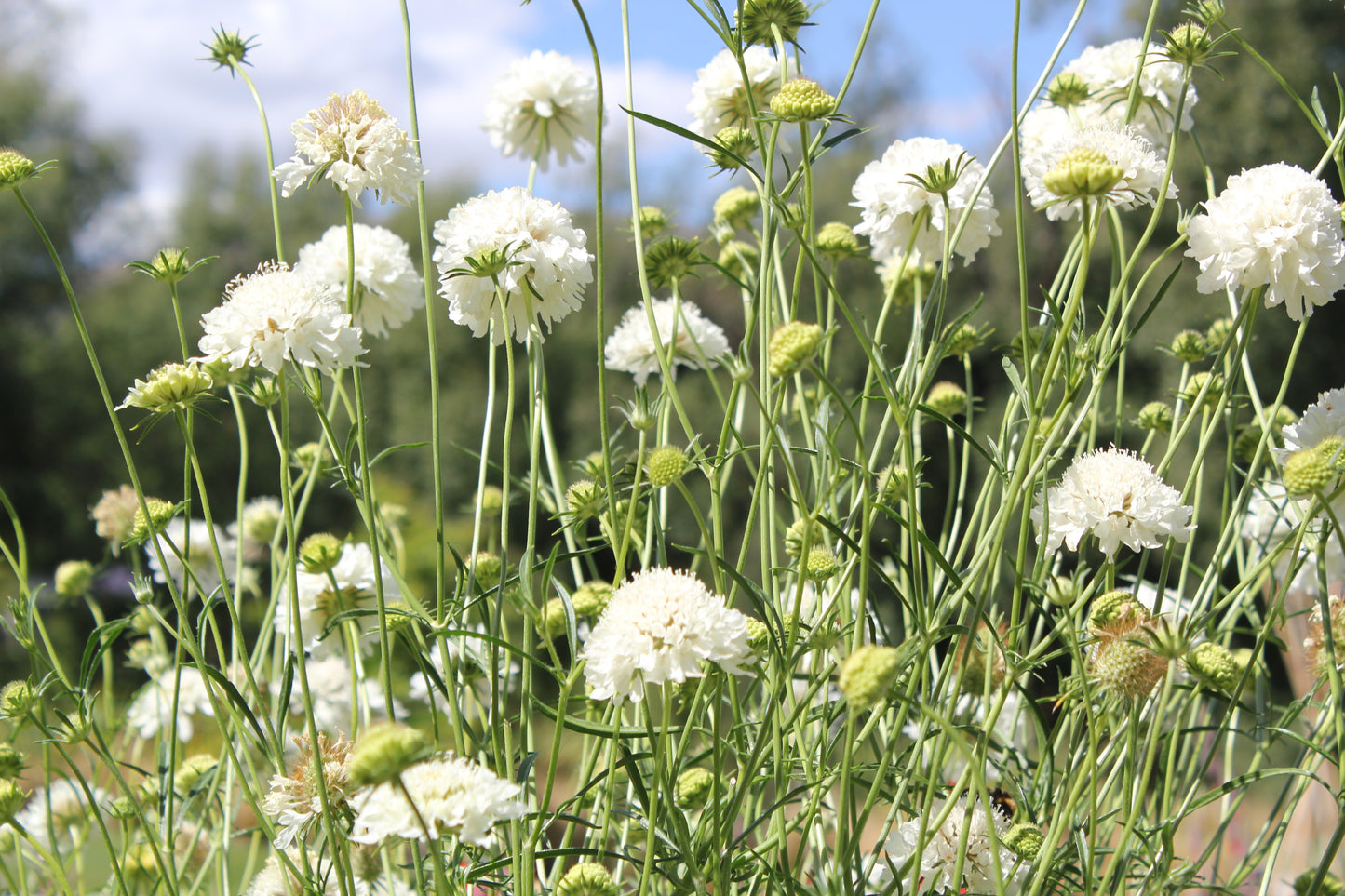 Scabiosa - Snowmaiden