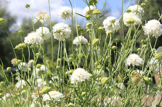 Scabiosa - Snowmaiden