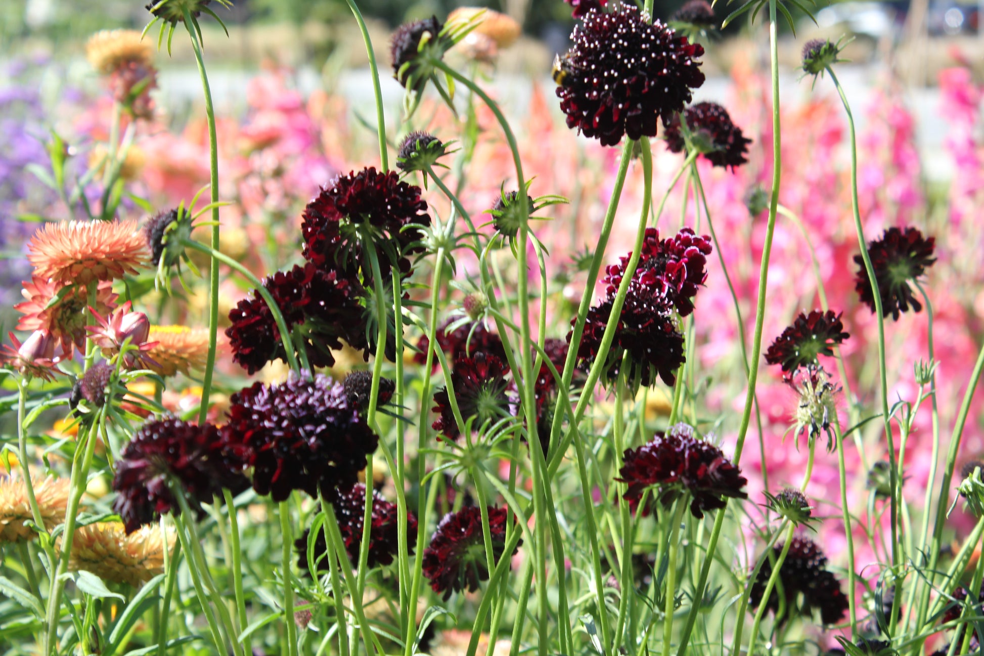 Black Knight Scabiosa flowers in a vibrant garden, showcasing their maroon-purple blooms against a colorful backdrop.