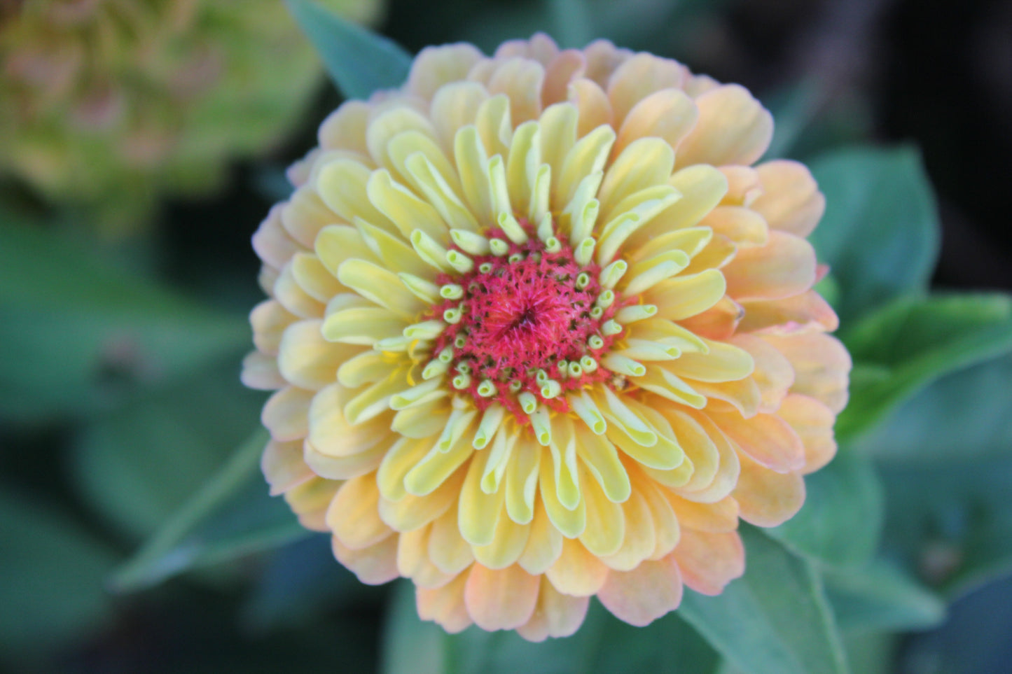 Zinnia - Queeny Formula Mix