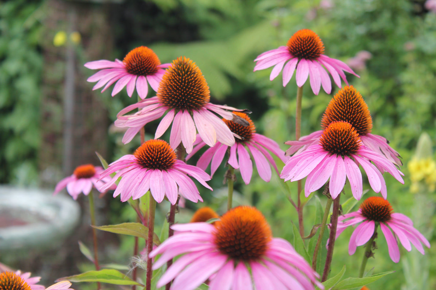 Echinacea - Purpurea