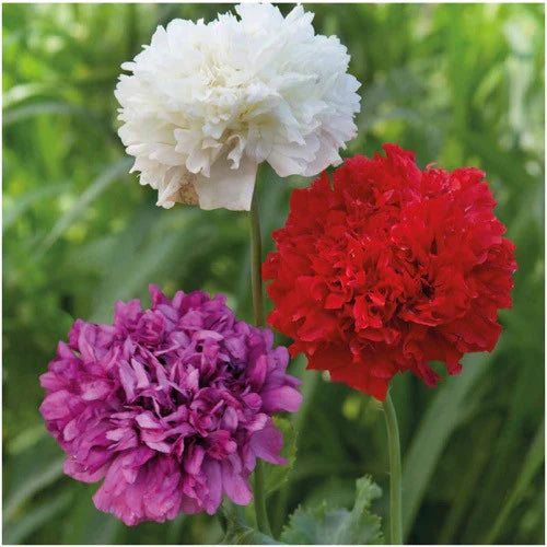 Poppy - Peony Mixture