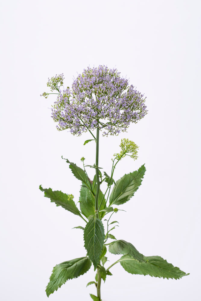 Trachelium Caerleum forest blue seeds - cut flower seeds