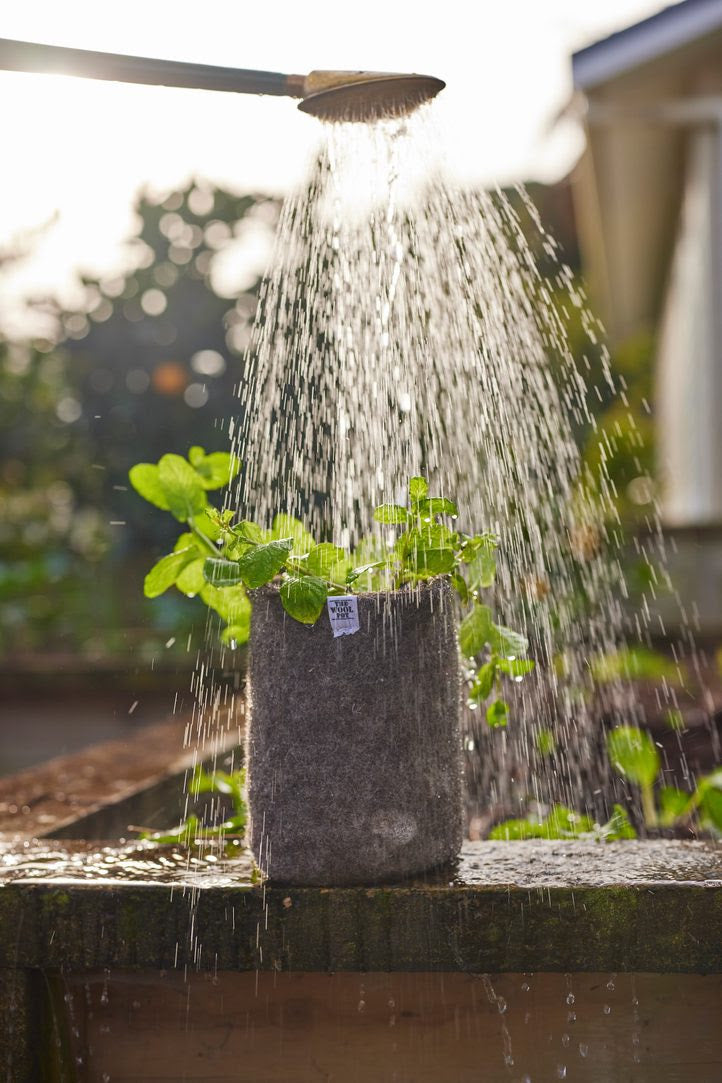 Wool pot with seedlings - Nadia lim