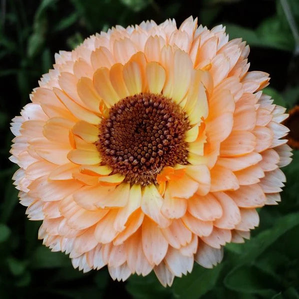 Calendula - Pink Surprise