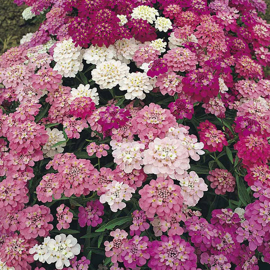 Candytuft - Dwarf Fairy Mixture