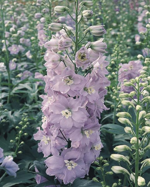 Delphinium - Pacific Giants Guinevere