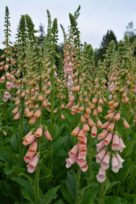 Foxglove - Apricot Beauty