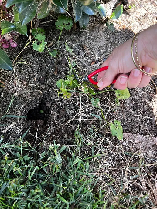 NZ Original Wonder Weeder – Crawford Road