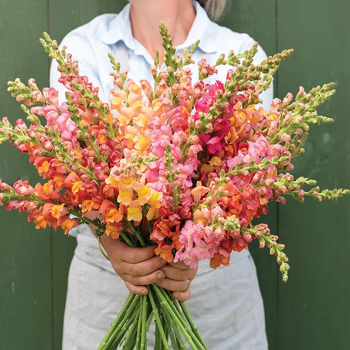 Crawford Road - Flower Garden Mix