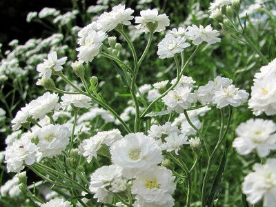 Gypsophila - Double Snowflake