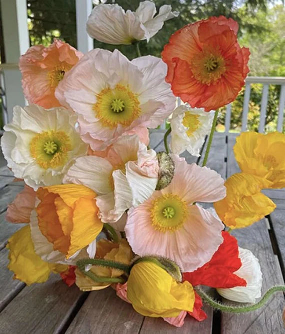 Icelandic Poppy springsong seeds - cut flower seeds