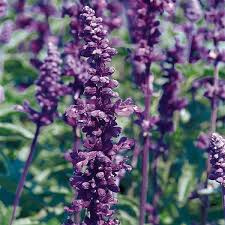 Salvia - Evolution Deep Violet