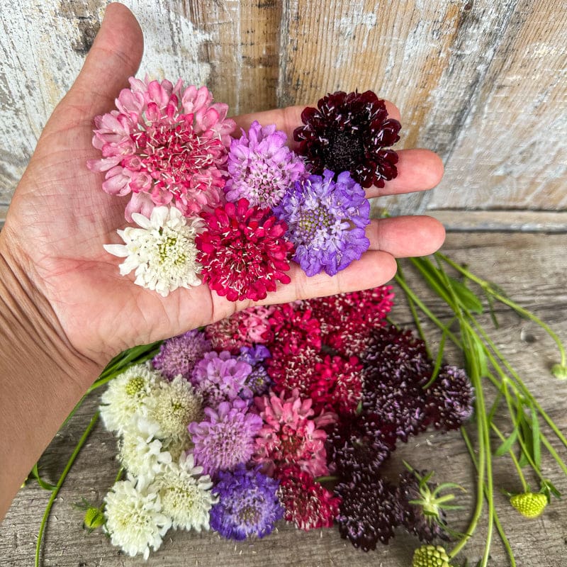 Scabiosa - Imperial Mixture