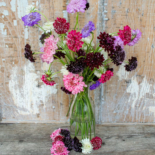 Scabiosa - Imperial Mixture